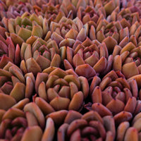 2'' Echeveria Champagne, Rare Live Succulent Plants