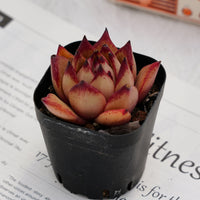 2.5'' Echeveria Romeo Rubin, Rare Live Succulent Plants