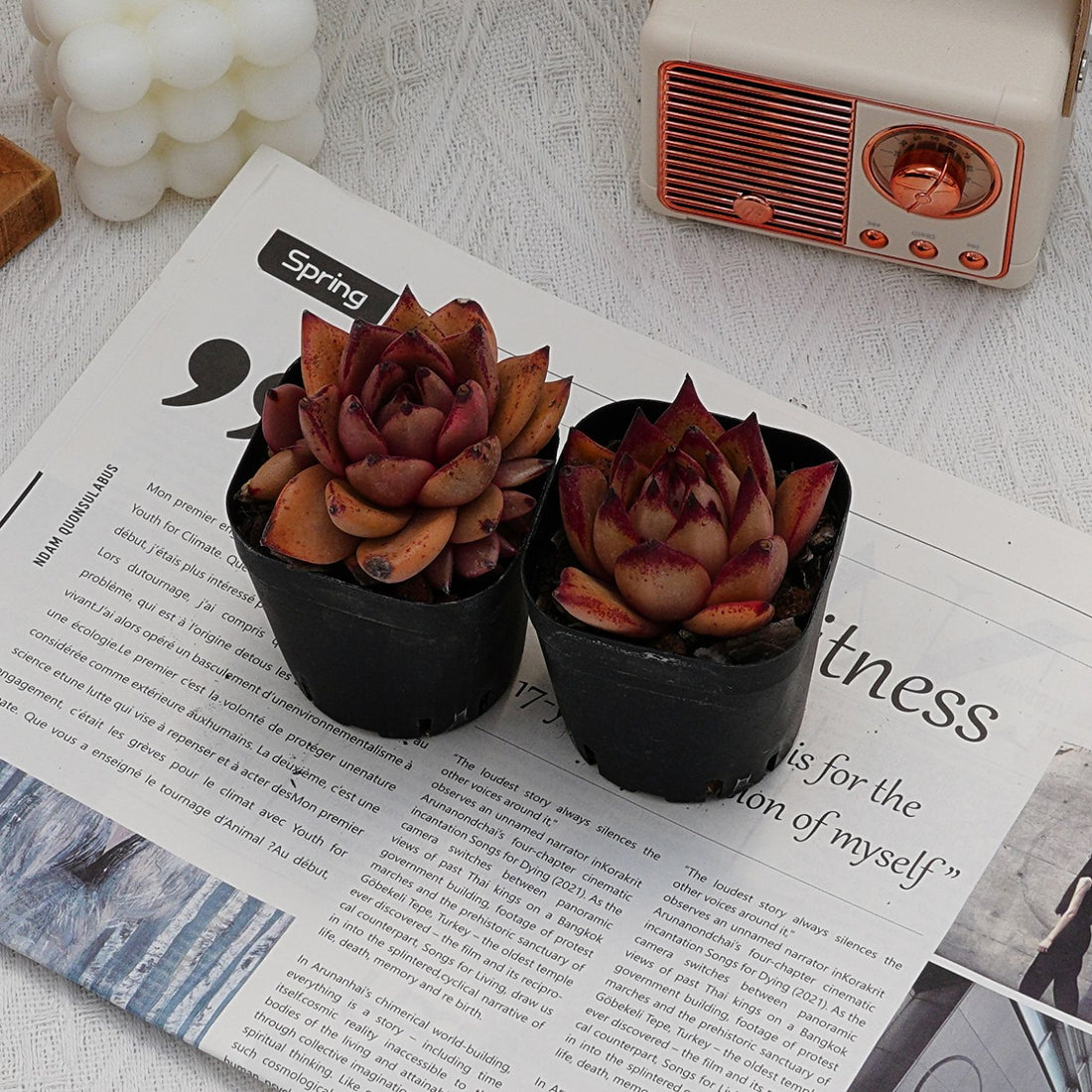 2.5'' Echeveria Romeo Rubin, Rare Live Succulent Plants
