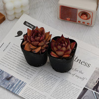 2.5'' Echeveria Romeo Rubin, Rare Live Succulent Plants