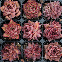 2.5'' Echeveria Romeo Rubin, Rare Live Succulent Plants