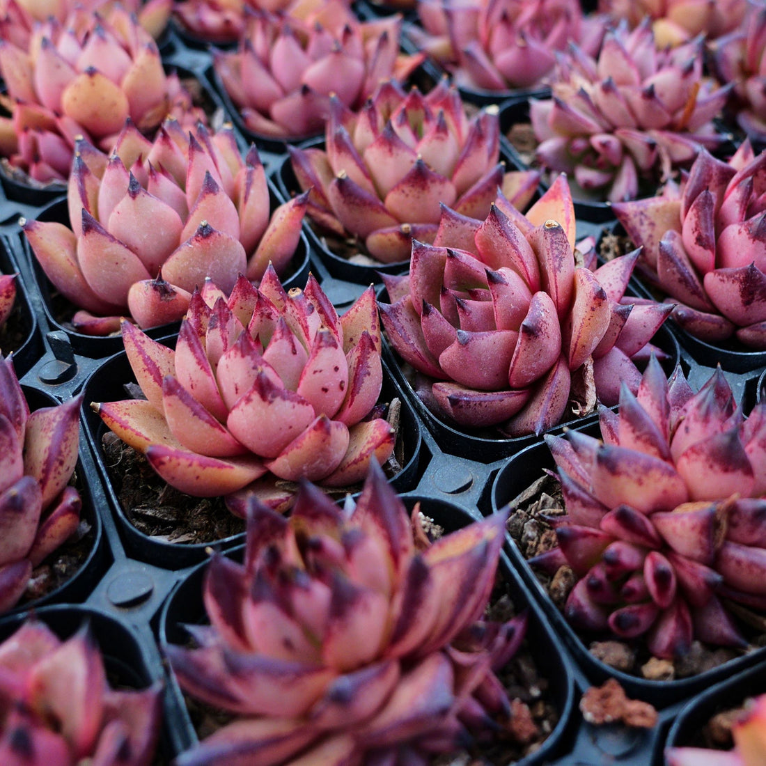 2.5'' Echeveria Romeo Rubin, Rare Live Succulent Plants