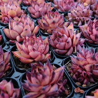 2.5'' Echeveria Romeo Rubin, Rare Live Succulent Plants
