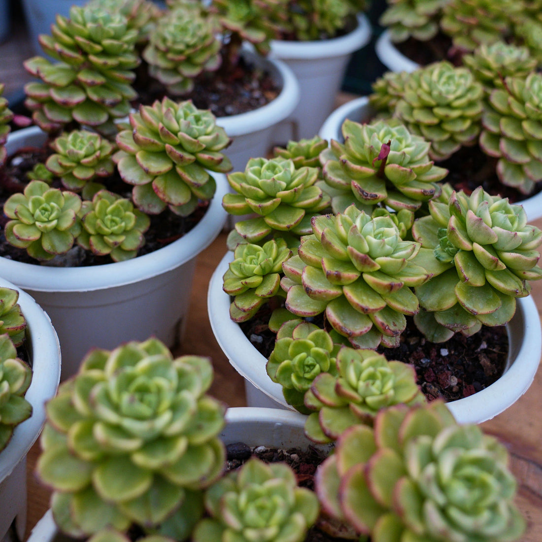 6'' Sedeveria Letizia Variegated, Rare Live Succulent Plants