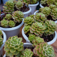 6'' Sedeveria Letizia Variegated, Rare Live Succulent Plants