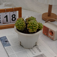 6'' Sedeveria Letizia Variegated, Rare Live Succulent Plants