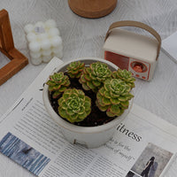 6'' Sedeveria Letizia Variegated, Rare Live Succulent Plants