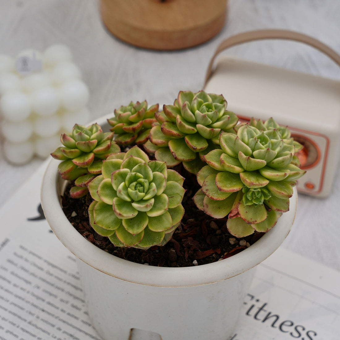 6'' Sedeveria Letizia Variegated, Rare Live Succulent Plants