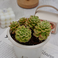 6'' Sedeveria Letizia Variegated, Rare Live Succulent Plants