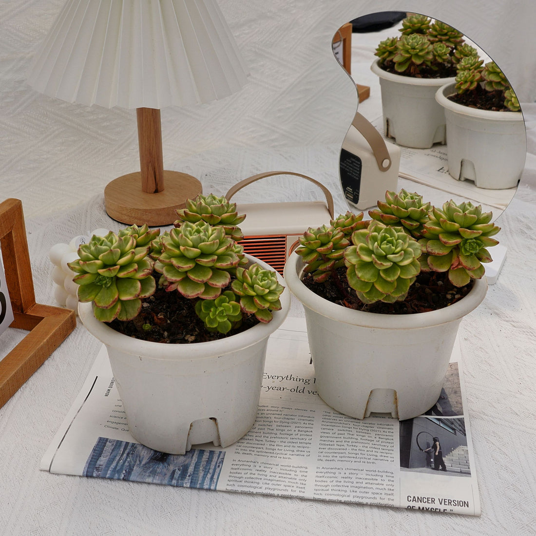 6'' Sedeveria Letizia Variegated, Rare Live Succulent Plants