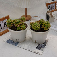 6'' Sedeveria Letizia Variegated, Rare Live Succulent Plants