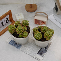 6'' Sedeveria Letizia Variegated, Rare Live Succulent Plants