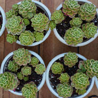 6'' Sedeveria Letizia Variegated, Rare Live Succulent Plants