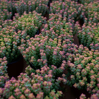 5'' Crassula Tom Thumb, Rare Live Succulent Plants