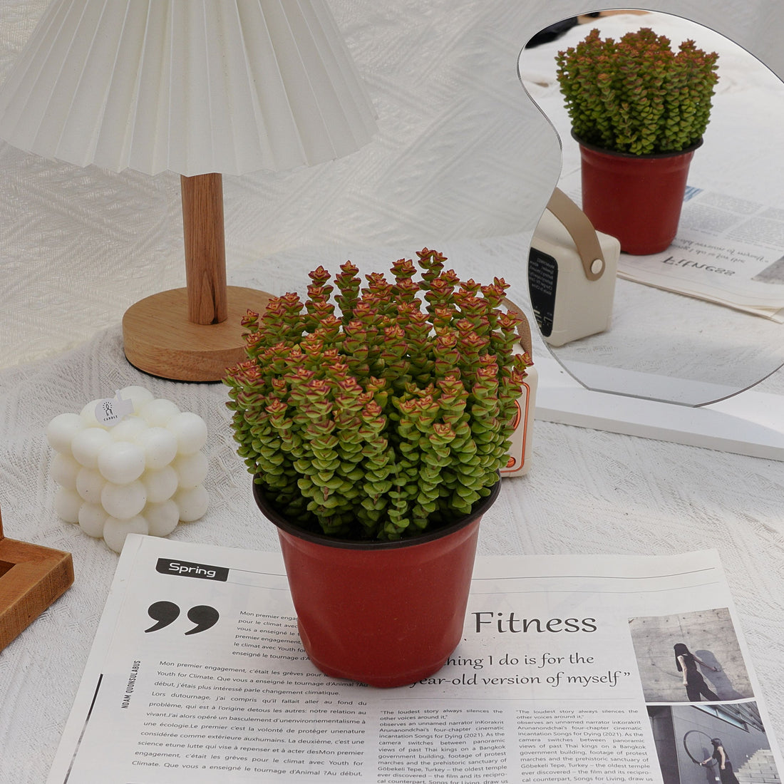 5'' Crassula Tom Thumb, Rare Live Succulent Plants