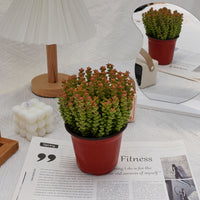 5'' Crassula Tom Thumb, Rare Live Succulent Plants