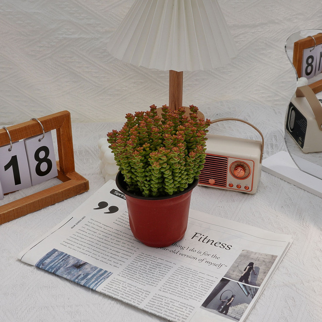5'' Crassula Tom Thumb, Rare Live Succulent Plants