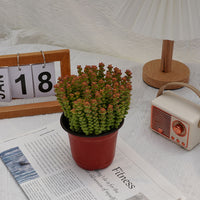 5'' Crassula Tom Thumb, Rare Live Succulent Plants