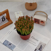 5'' Crassula Tom Thumb, Rare Live Succulent Plants
