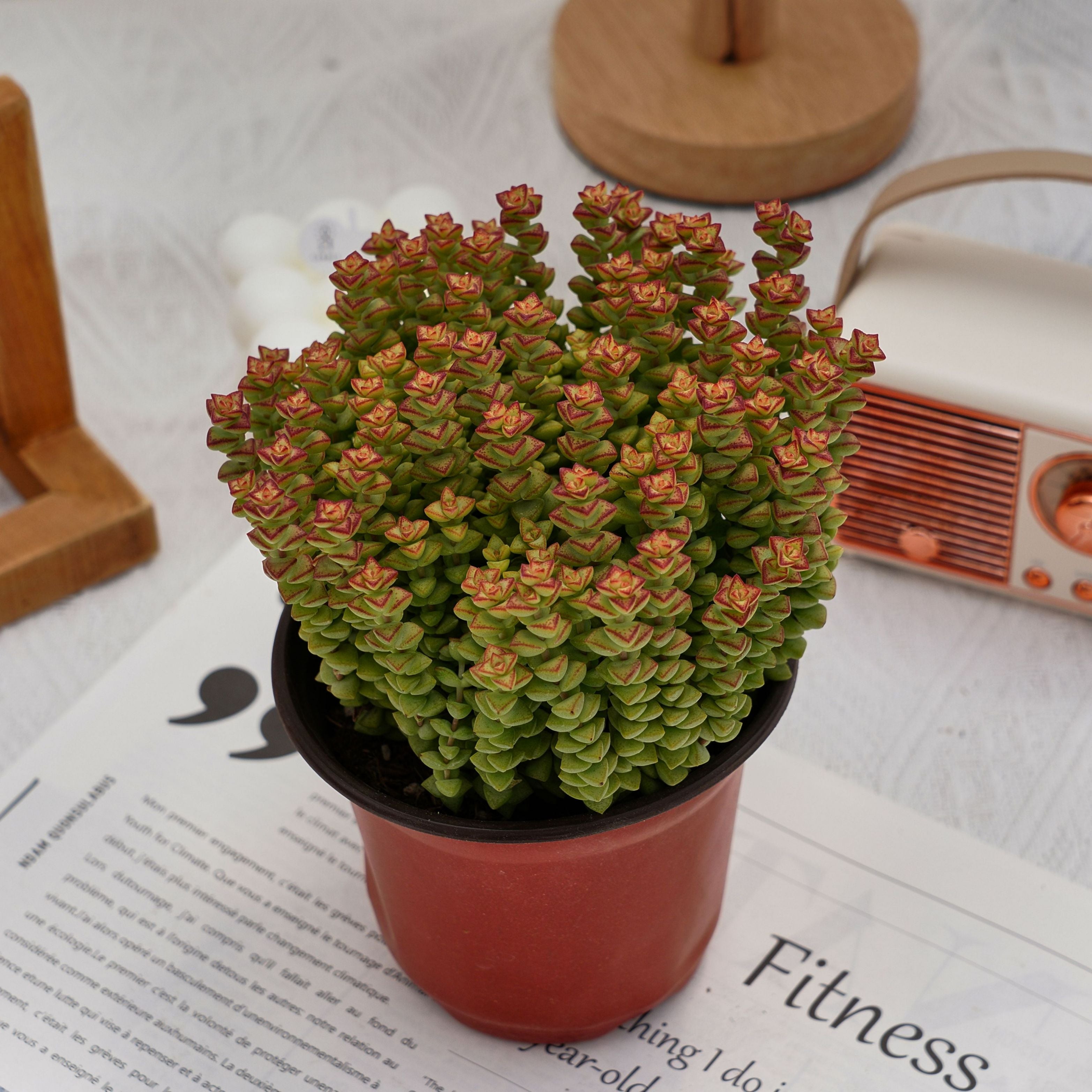 succulent tom thumb 5'' Crassula Tom Thumb, Rare Live Succulent Plants
