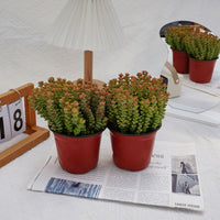 5'' Crassula Tom Thumb, Rare Live Succulent Plants