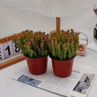 5'' Crassula Tom Thumb, Rare Live Succulent Plants