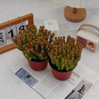 5'' Crassula Tom Thumb, Rare Live Succulent Plants