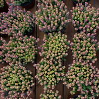 5'' Crassula Tom Thumb, Rare Live Succulent Plants