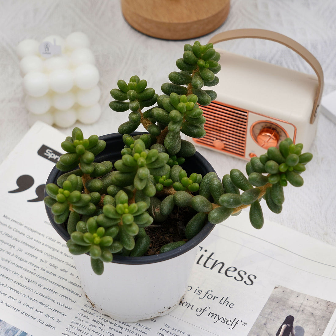 5'' Sedum Hernandezii Green Turtle Eggs, Rare Live Succulent Plants