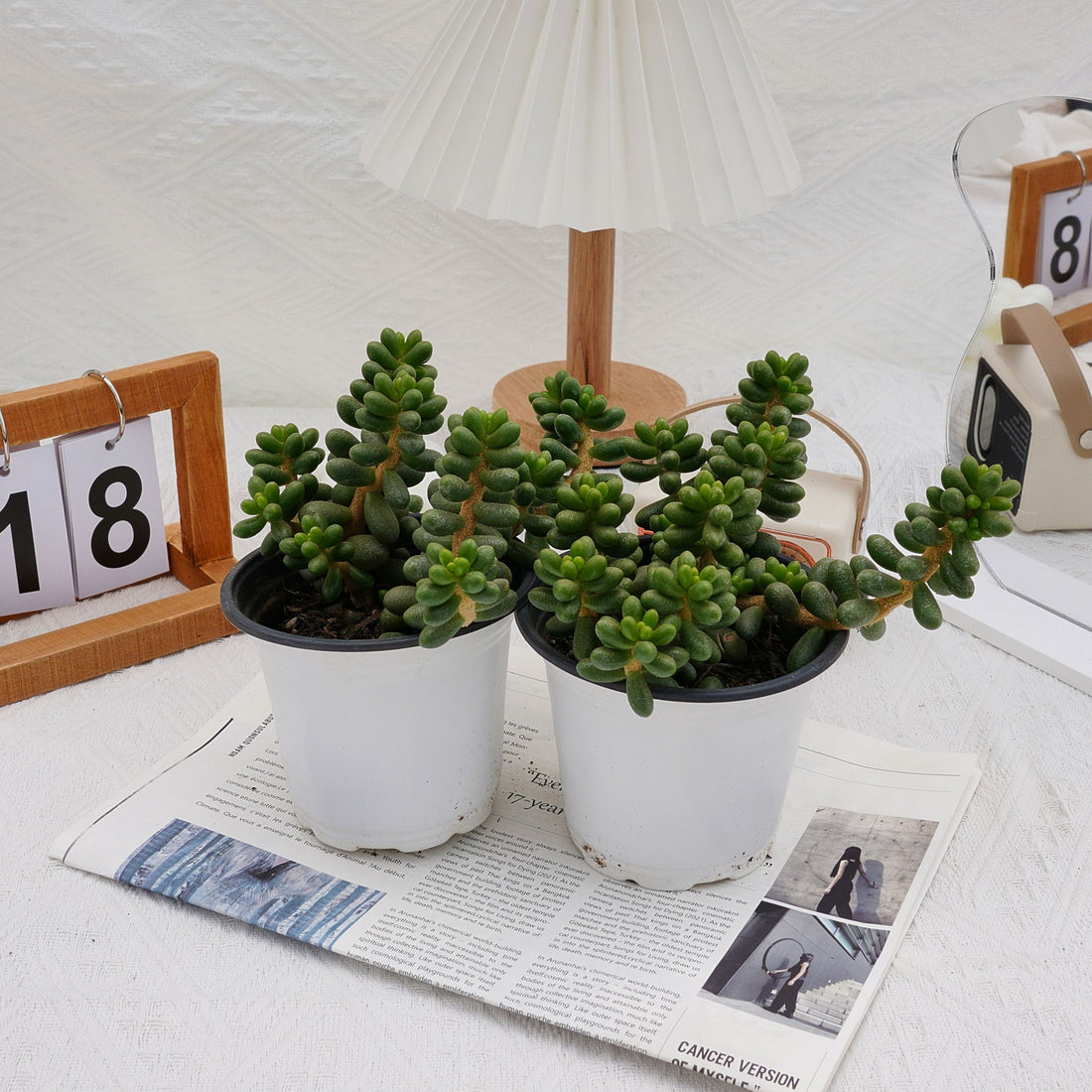 5'' Sedum Hernandezii Green Turtle Eggs, Rare Live Succulent Plants