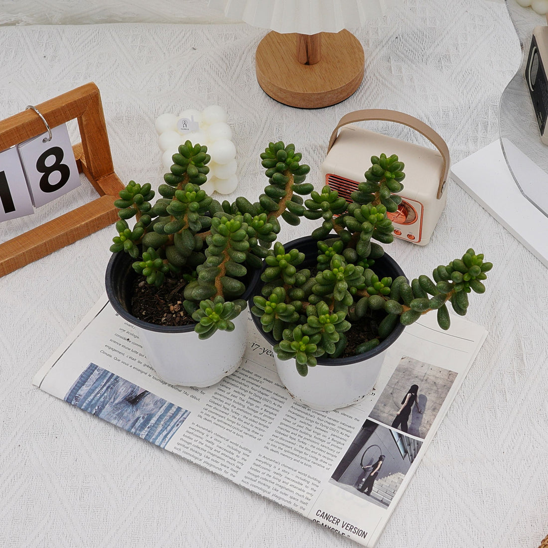 5'' Sedum Hernandezii Green Turtle Eggs, Rare Live Succulent Plants