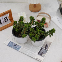 5'' Sedum Hernandezii Green Turtle Eggs, Rare Live Succulent Plants
