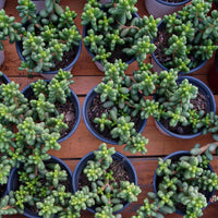 5'' Sedum Hernandezii Green Turtle Eggs, Rare Live Succulent Plants