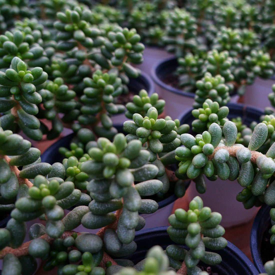 5'' Sedum Hernandezii Green Turtle Eggs, Rare Live Succulent Plants