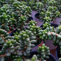5'' Sedum Hernandezii Green Turtle Eggs, Rare Live Succulent Plants