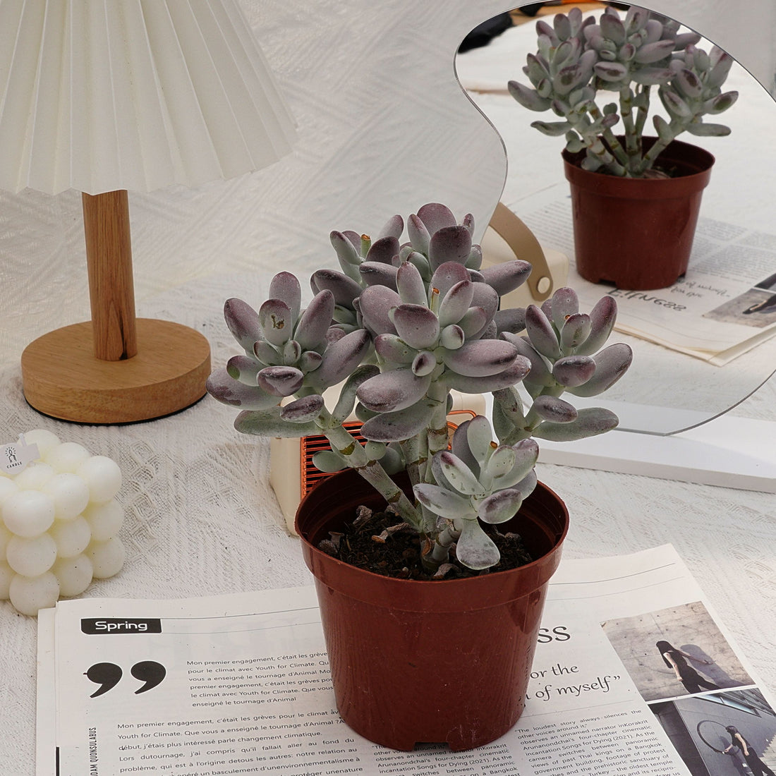 5'' Cotyledon Orbiculata, Rare Live Succulent Plants