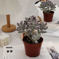 5'' Cotyledon Orbiculata, Rare Live Succulent Plants