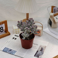 5'' Cotyledon Orbiculata, Rare Live Succulent Plants