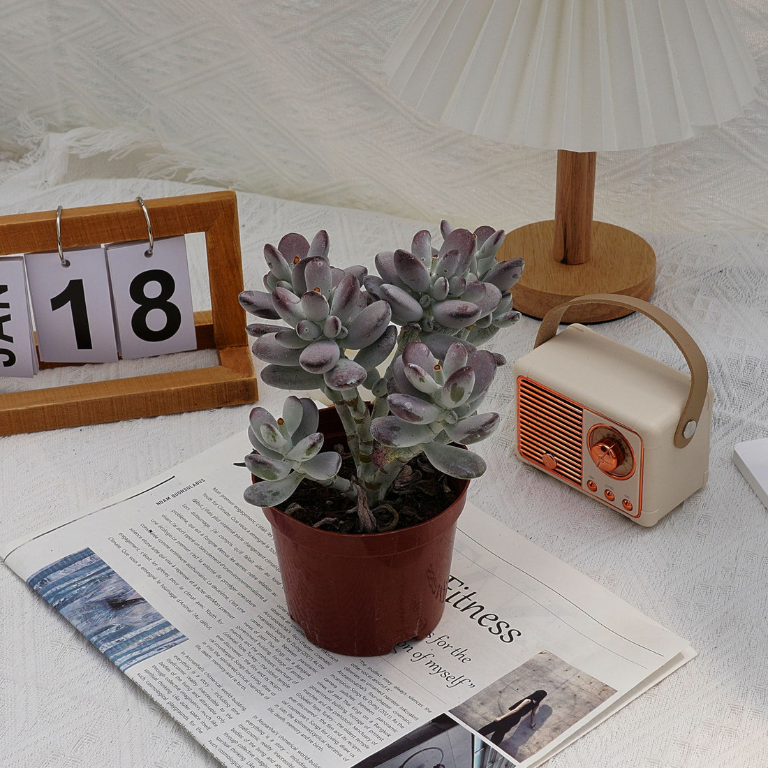 5'' Cotyledon Orbiculata, Rare Live Succulent Plants
