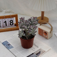5'' Cotyledon Orbiculata, Rare Live Succulent Plants