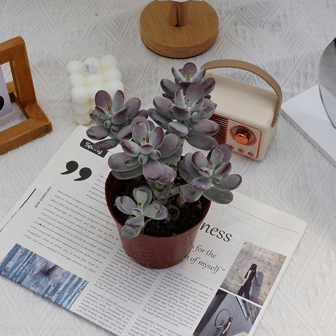 5'' Cotyledon Orbiculata, Rare Live Succulent Plants
