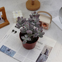 5'' Cotyledon Orbiculata, Rare Live Succulent Plants
