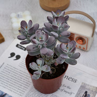 5'' Cotyledon Orbiculata, Rare Live Succulent Plants