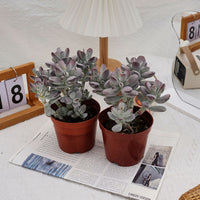 5'' Cotyledon Orbiculata, Rare Live Succulent Plants
