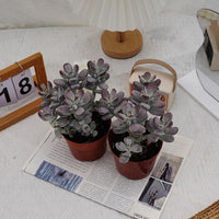 5'' Cotyledon Orbiculata, Rare Live Succulent Plants