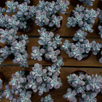 5'' Cotyledon Orbiculata, Rare Live Succulent Plants
