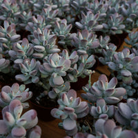 5'' Cotyledon Orbiculata, Rare Live Succulent Plants