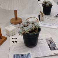 6'' Dudleya Greenei White Sprite, Rare Live Succulent Plants