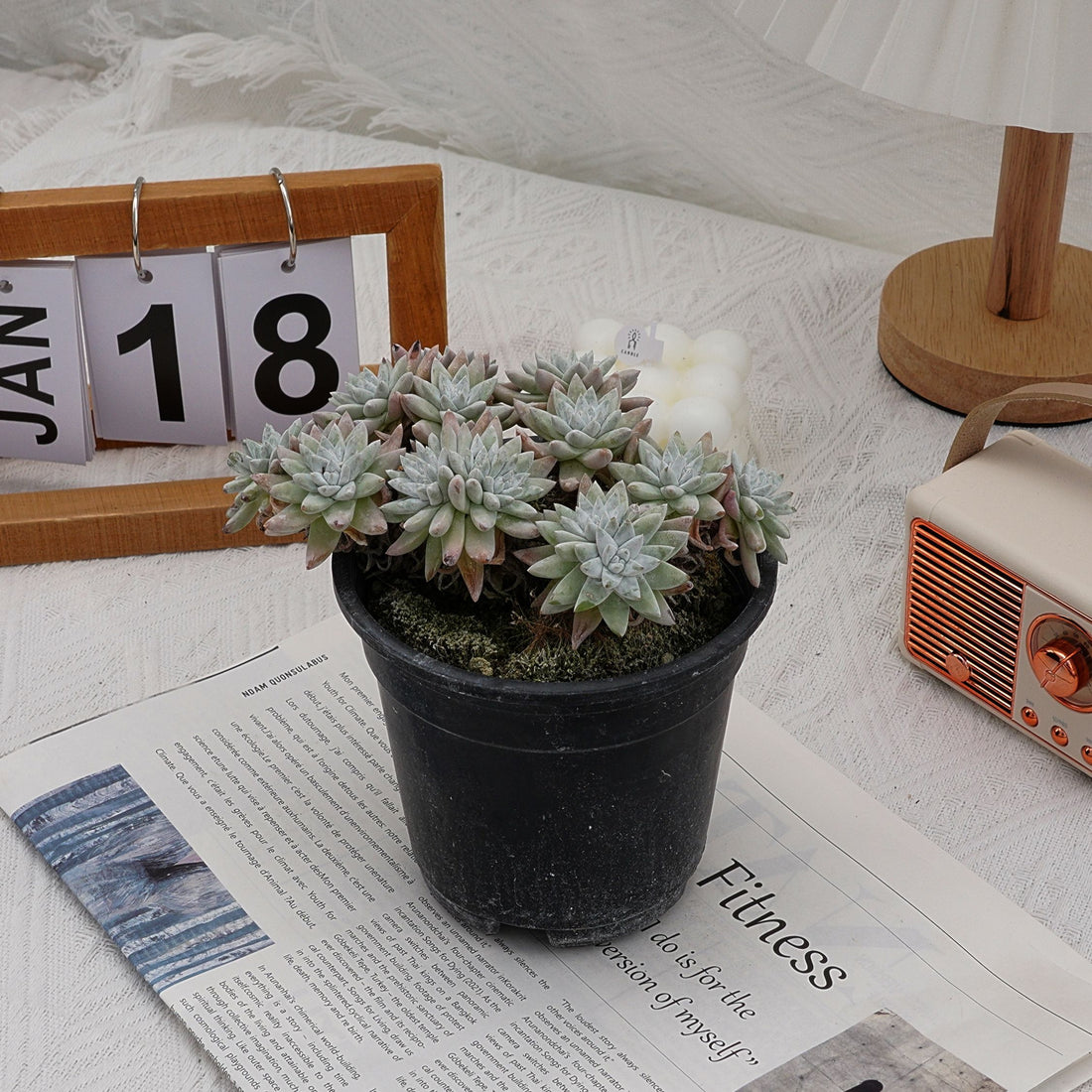 6'' Dudleya Greenei White Sprite, Rare Live Succulent Plants