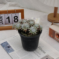 6'' Dudleya Greenei White Sprite, Rare Live Succulent Plants